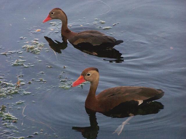 Ducks at Hermann Park