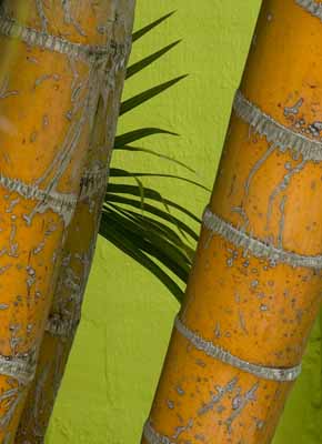 palm green