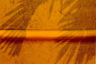 palm shadow