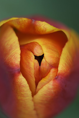 floral