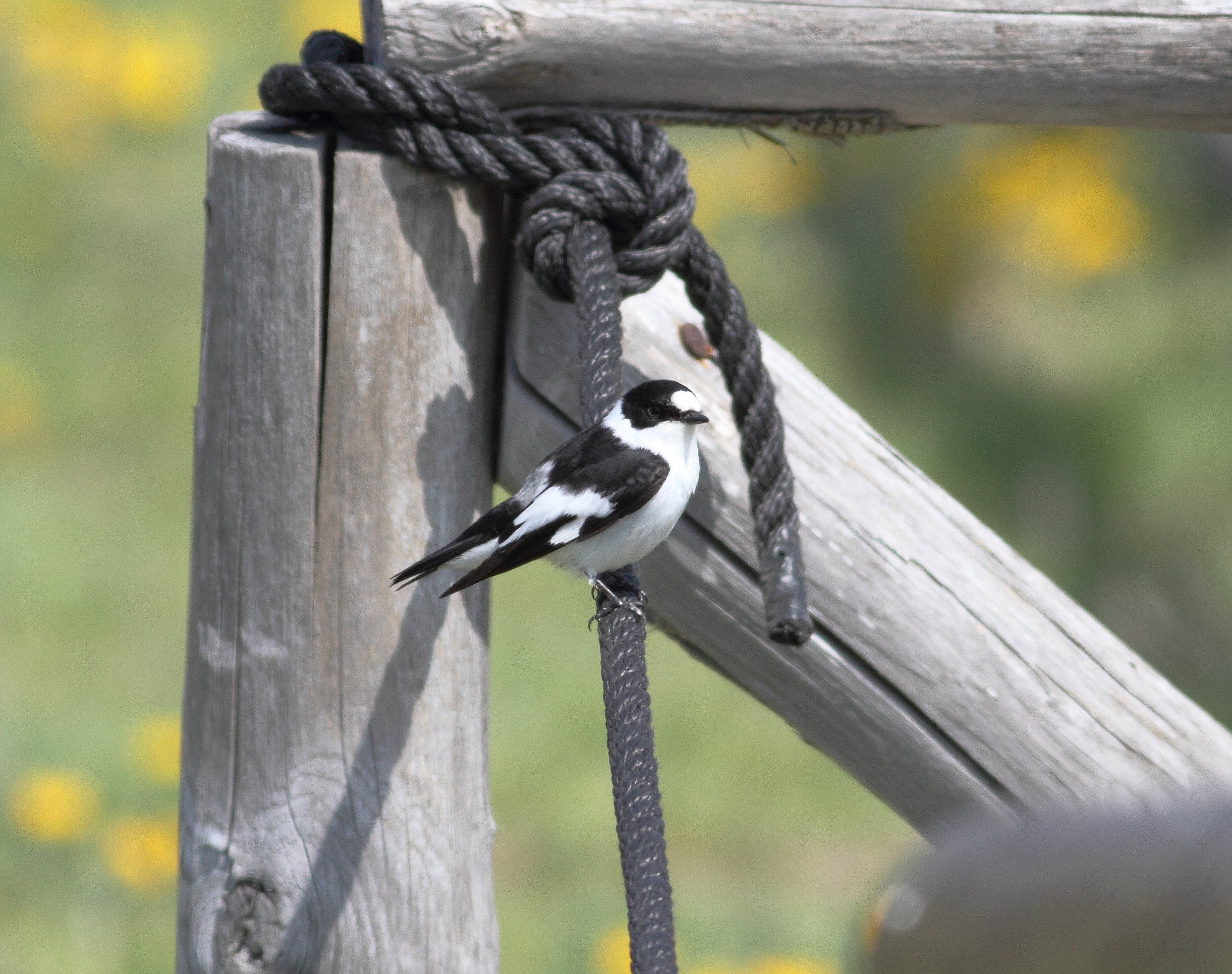 Collared Flycatcher (Ficedula albicollis)