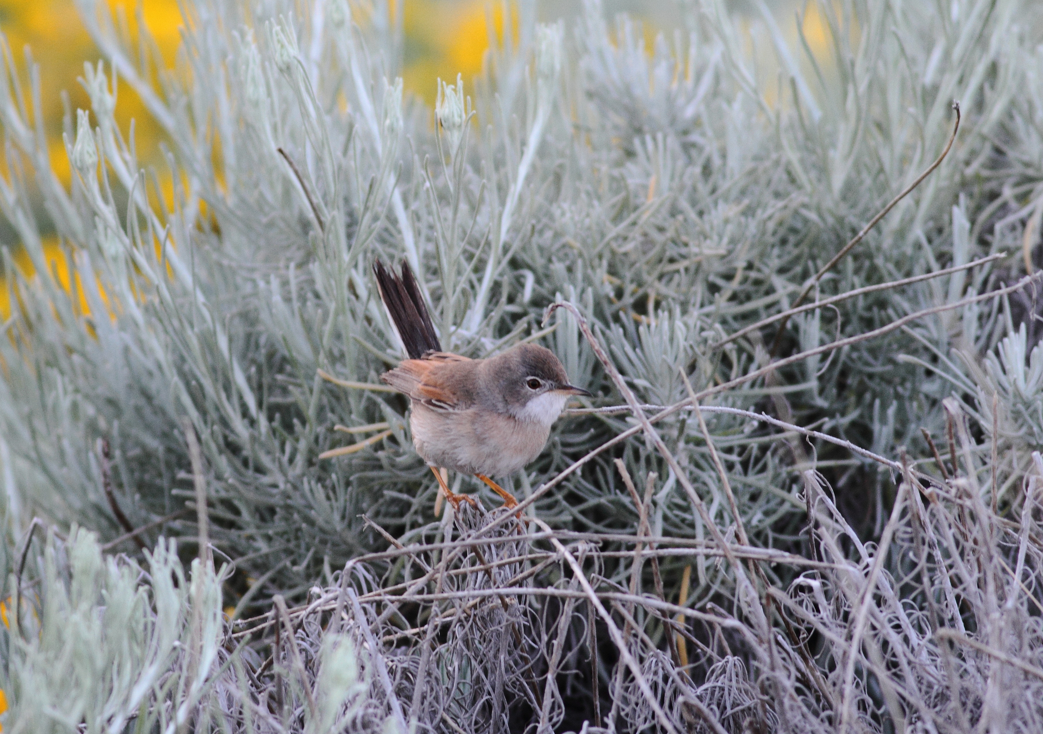 Spectacled Warbler (Sylvia conspicillata)