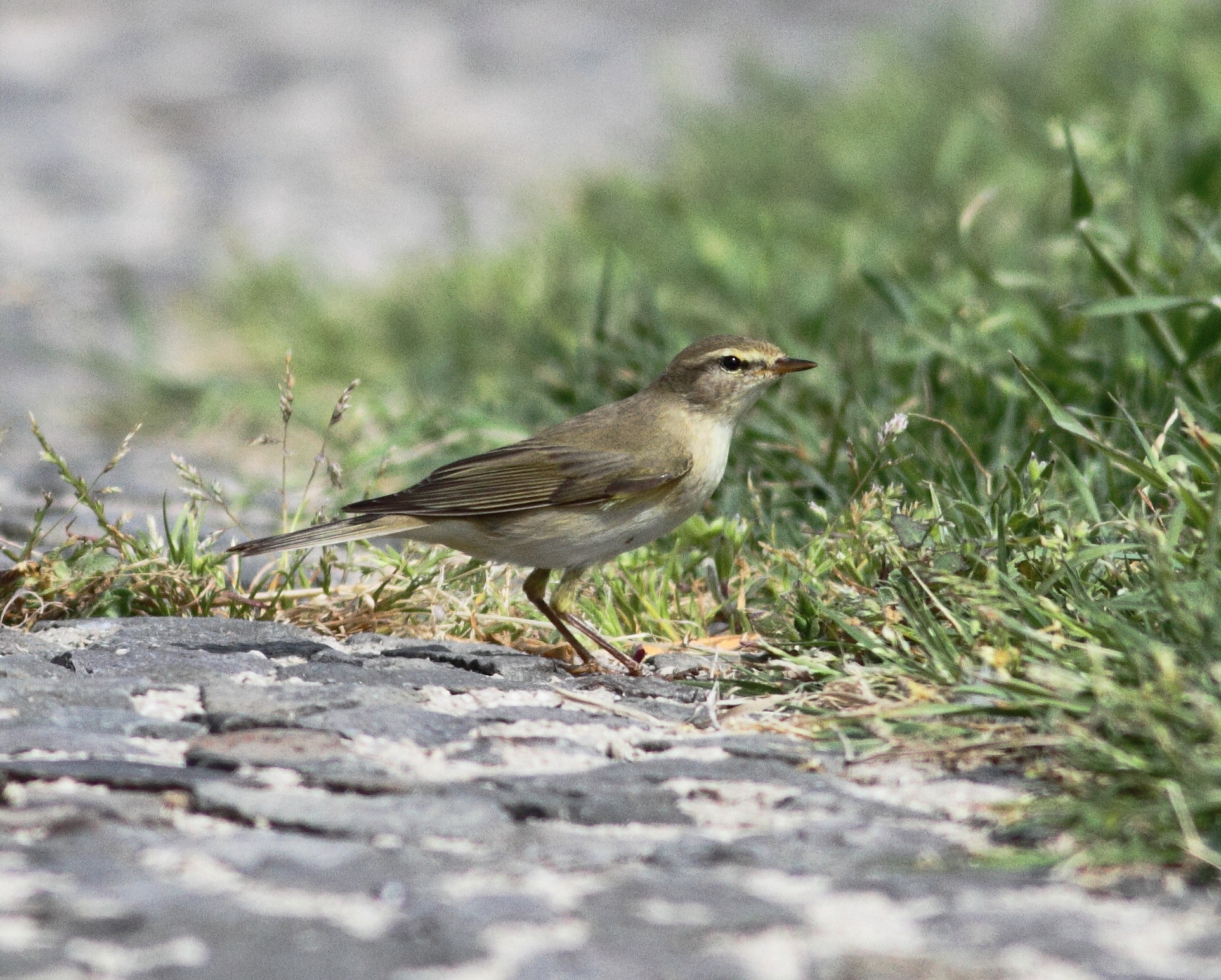 Willow Warbler (Phylloscopus trochilus)