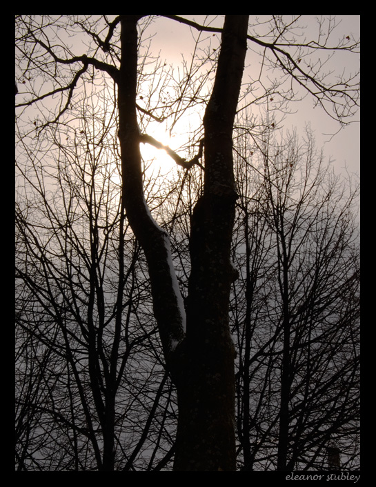 Looking for the Sun on a Gray Day,  Westmount Park