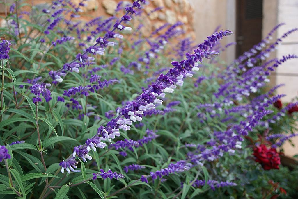 DSC03972.JPG