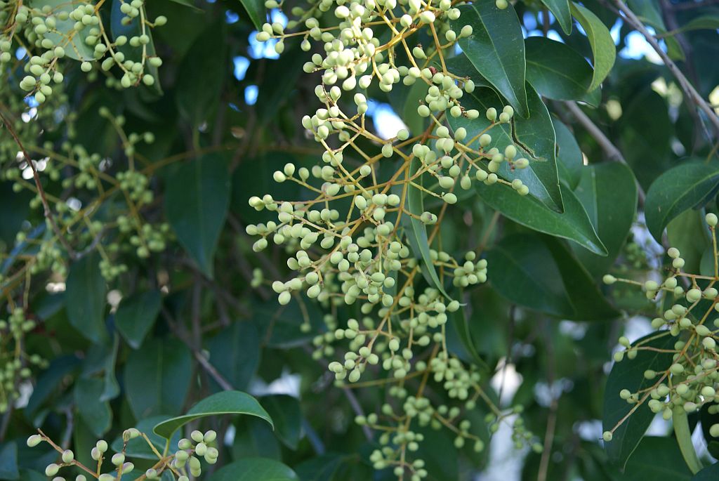 DSC04049.JPG