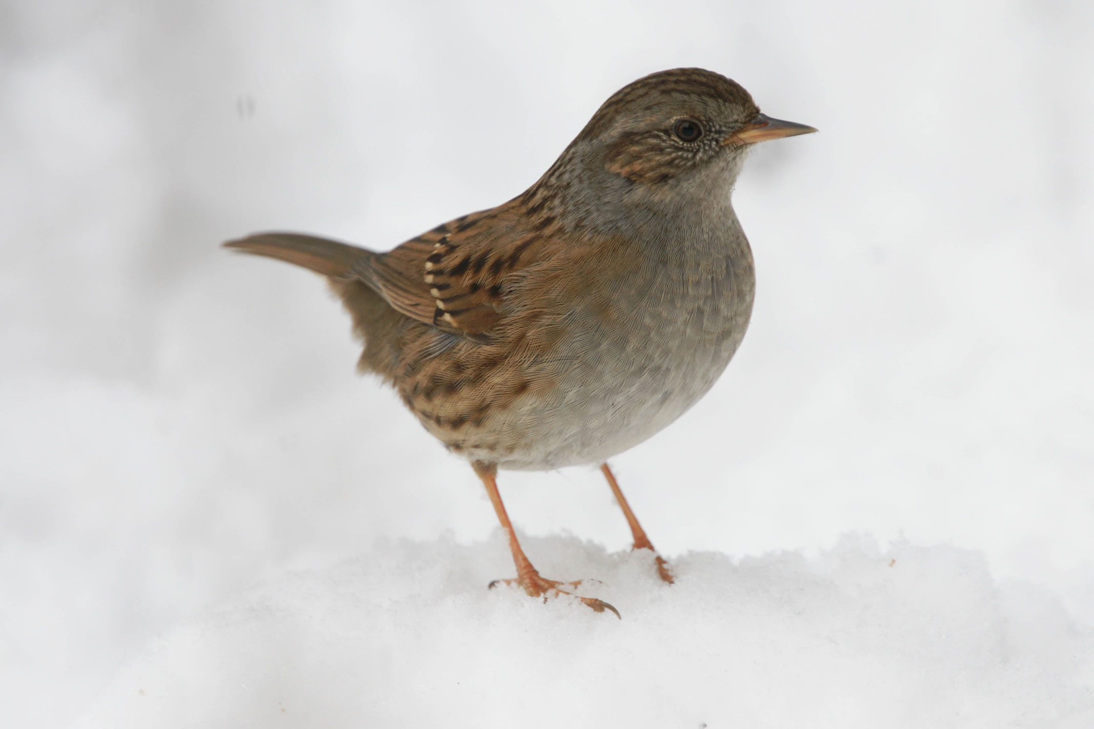 DSC00864F heggemus (Prunella modularis, Dunnock).jpg