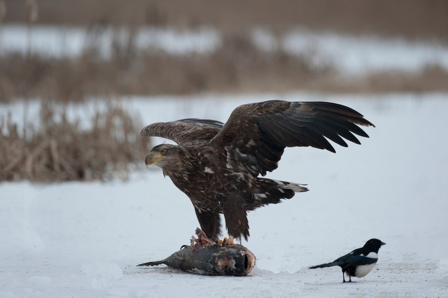 700_0103F zeearend (Haliaeetus albicilla, White-tailed sea eagle).jpg