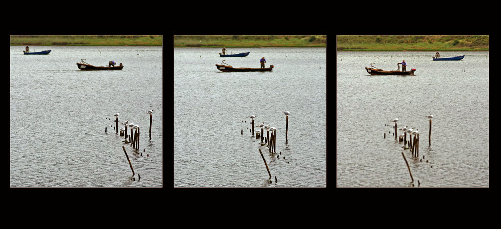 ... Birds and Fishermen ...