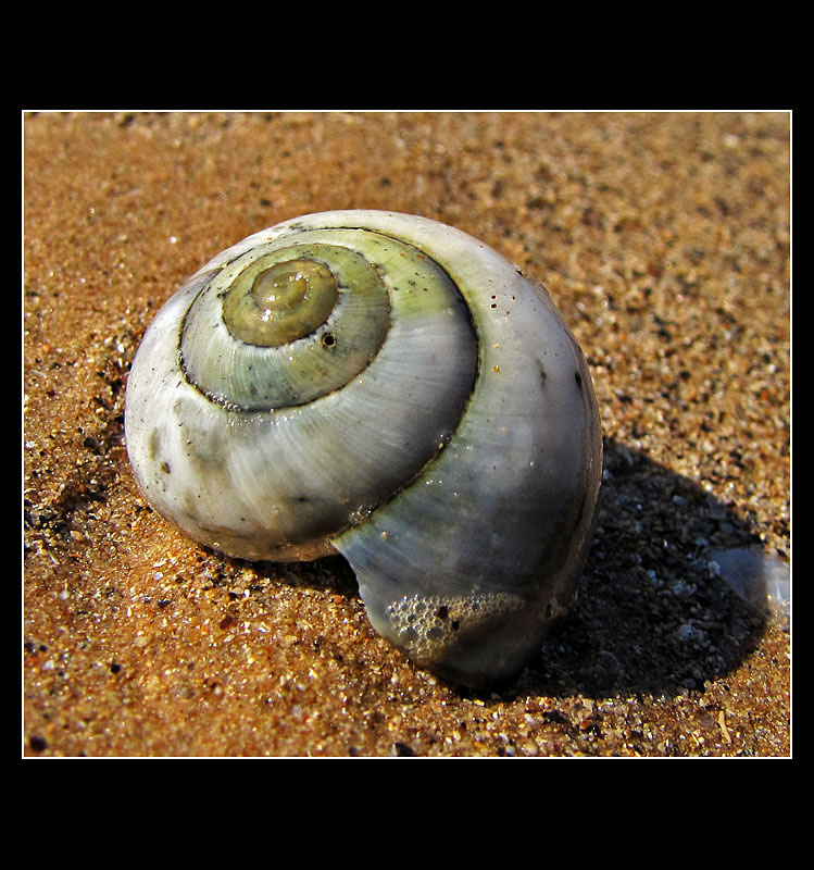 ... sea snail ...
