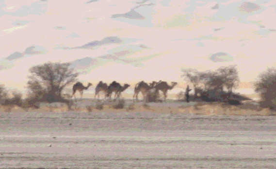 Camels mirage