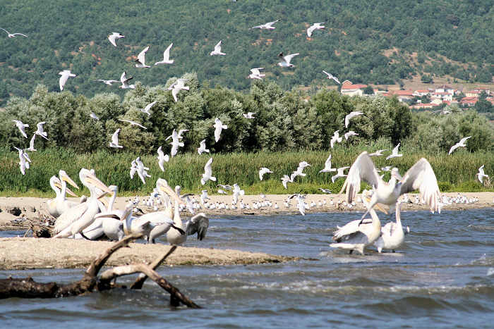 Ezerani Pelikans