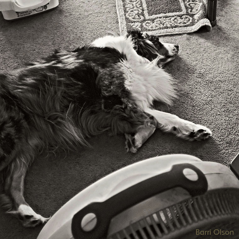 FanDog