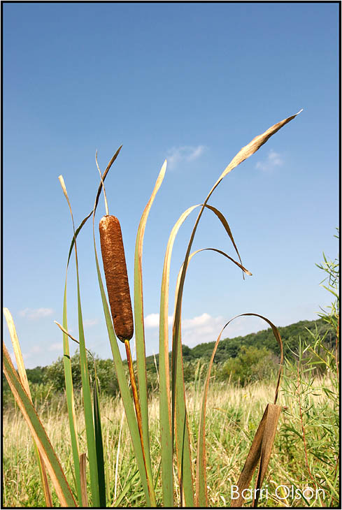 Cattail