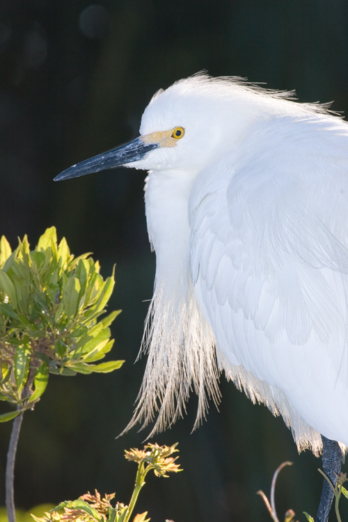 Egret01.jpg