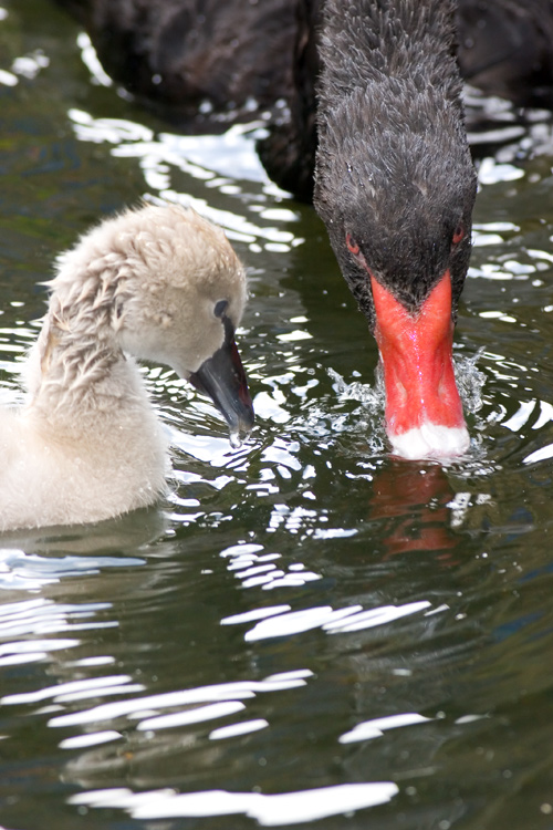 Swans01.jpg