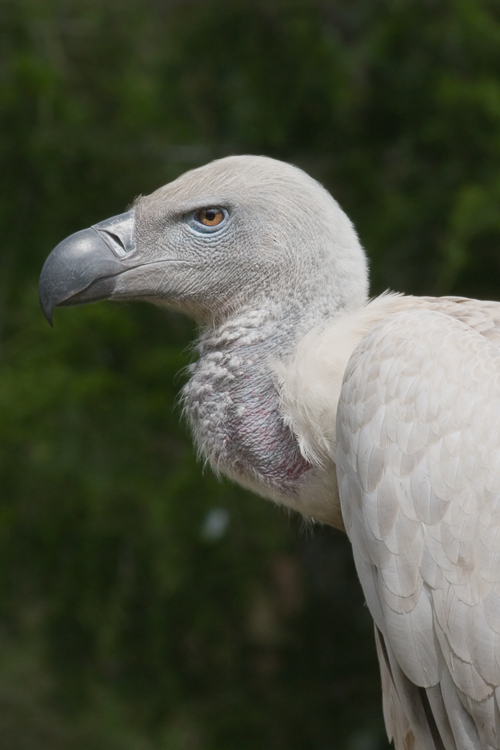 Vulture01.jpg