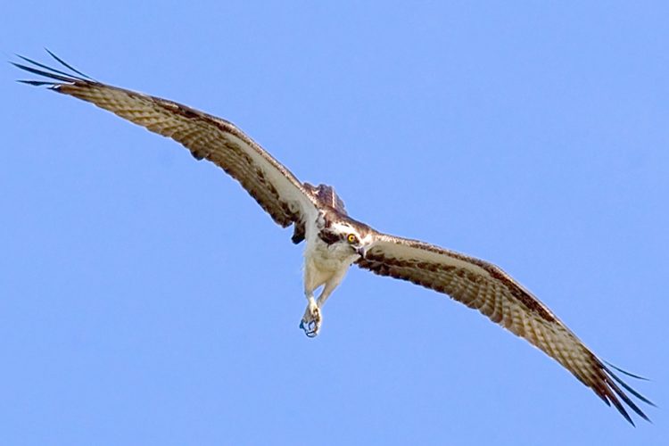 Osprey02.jpg