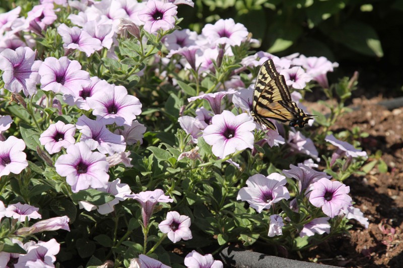 Debi motel butterfly