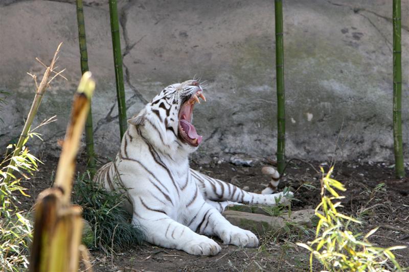 ZOO 2007 19.JPG