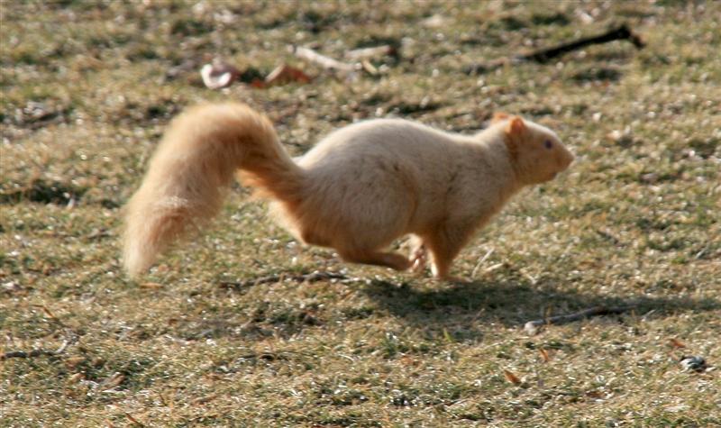 albino squirrel Medium.JPG