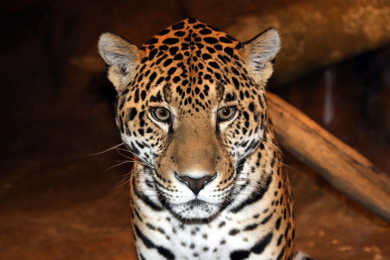 leopard 2.jpg