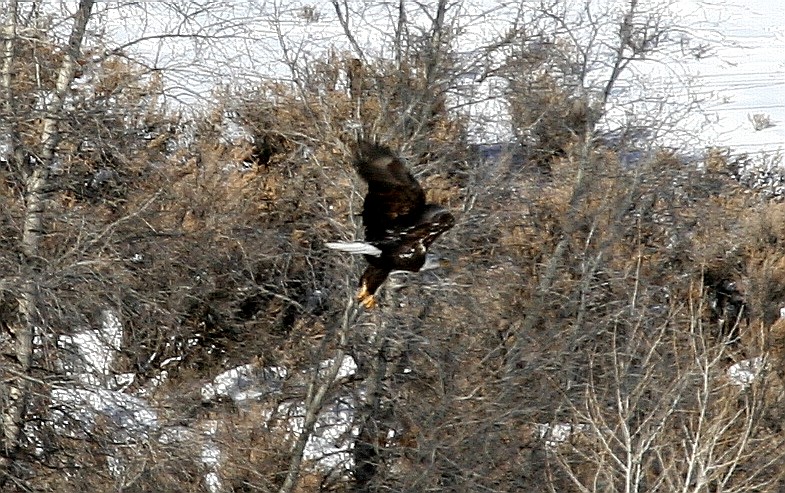 bald eagle 3.jpg