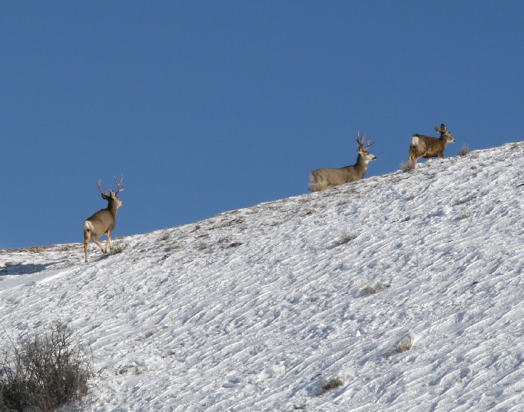bucks 5.jpg
