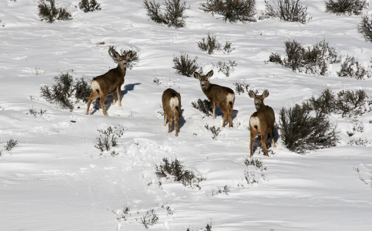 deer.jpg