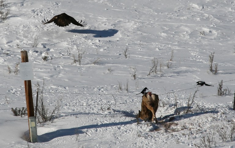 fence deer eagle.jpg