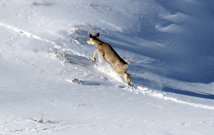 lil buck.jpg