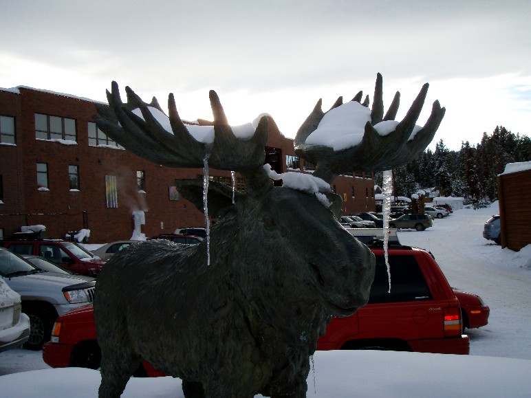 WP Moose.JPG