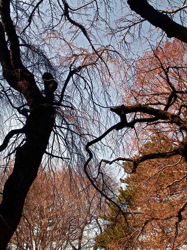 twigtangleDSC02654.jpg