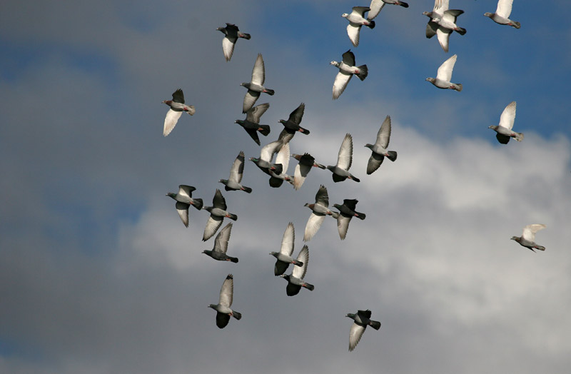 Young racing pigeons
