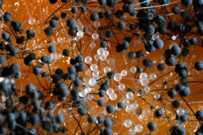 Pumpkin universe