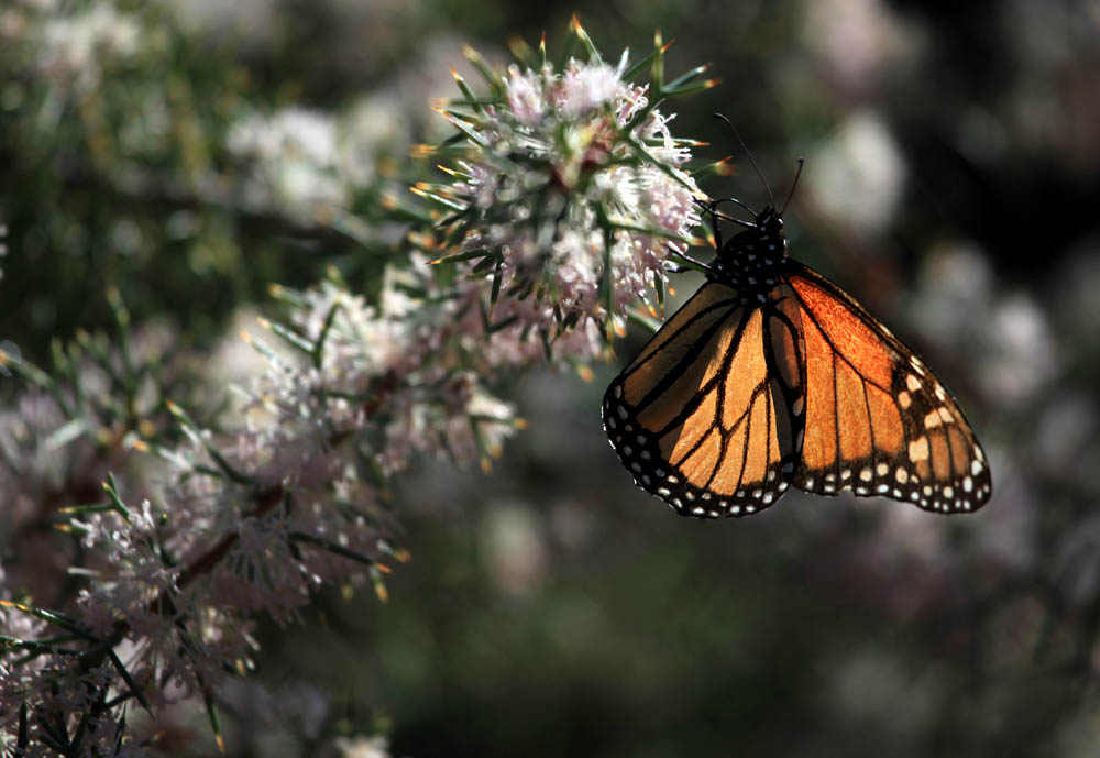 Winter butterfly