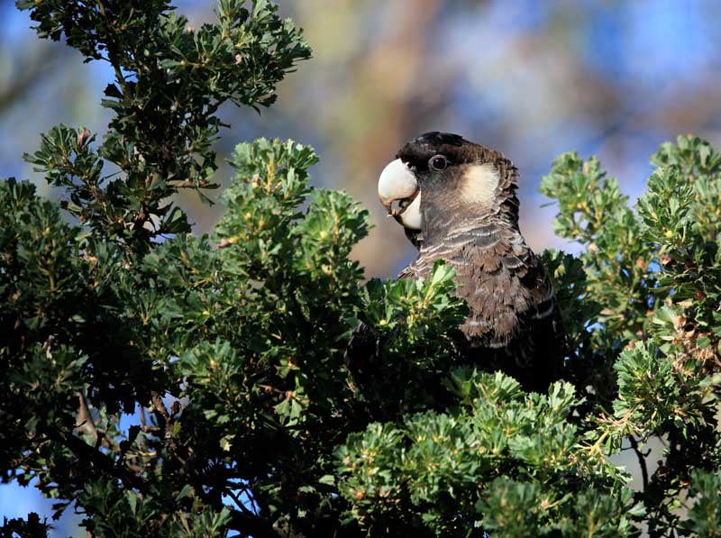 Short-Billed Black-Cockatoo