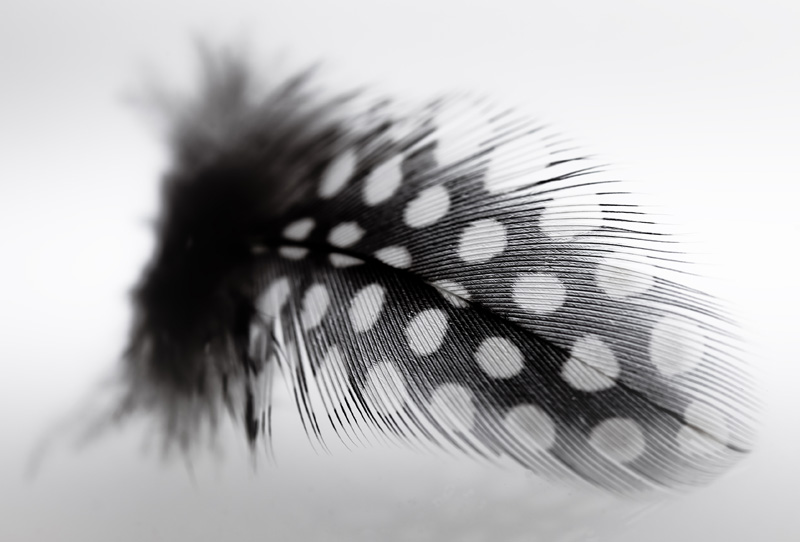 Black and White feather