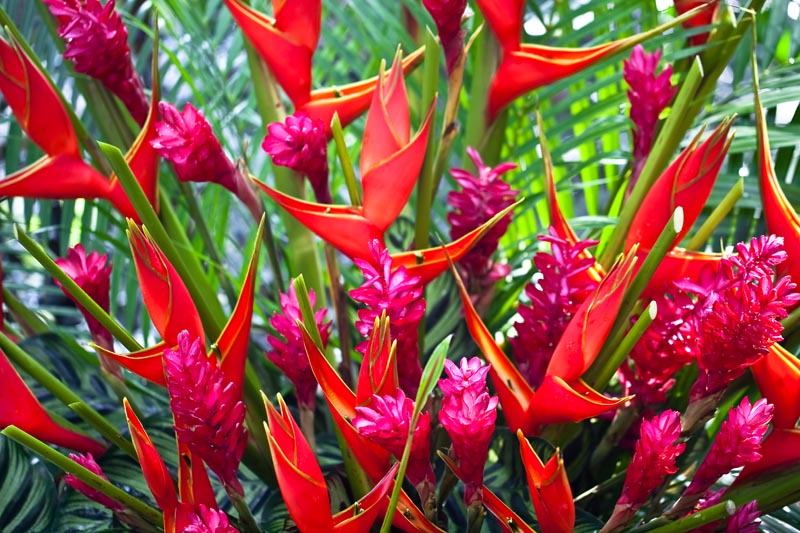 Flower display