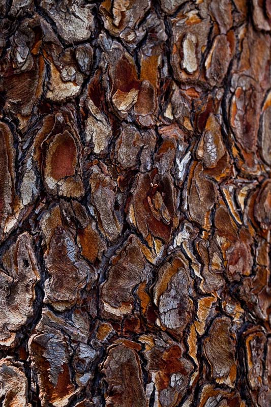 Tree bark