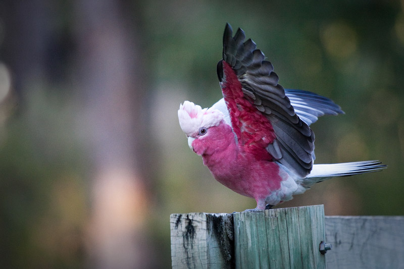 Pink and grey Galah