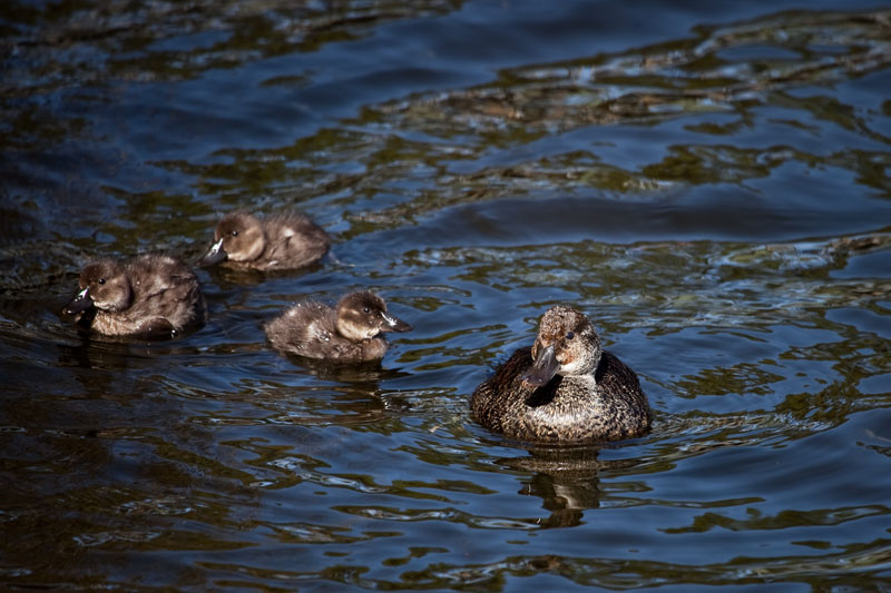 Female Musk duck and her young