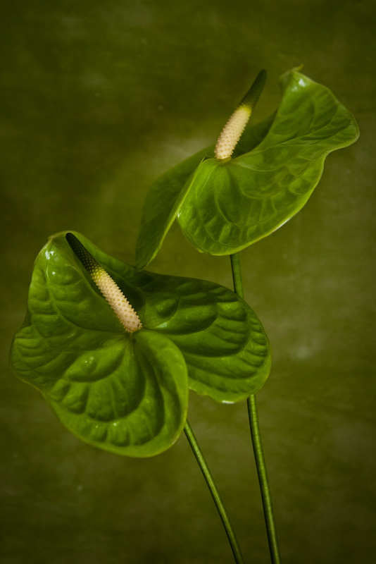 A study in greens