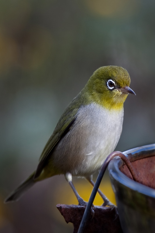 Silvereye