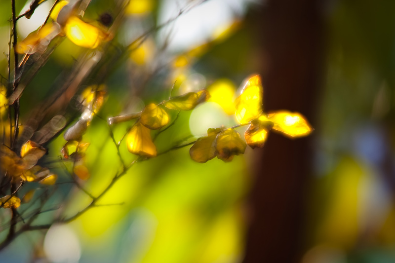 Winter in soft focus