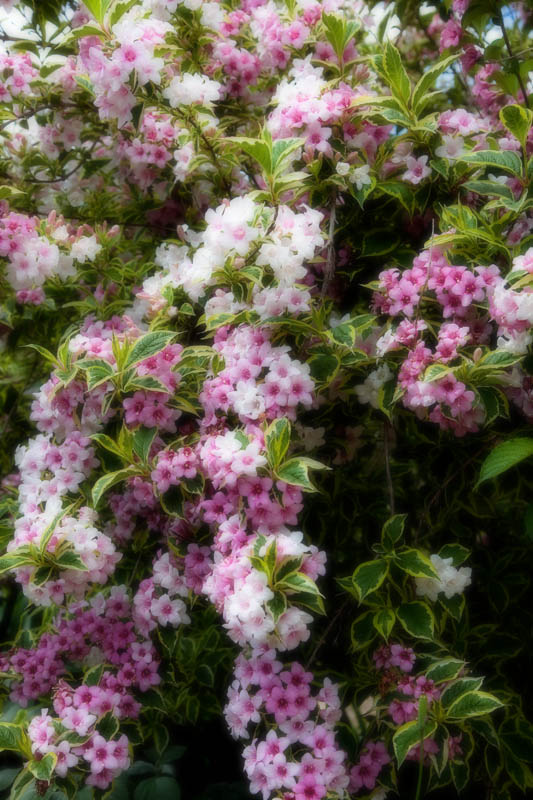 Spring blossom