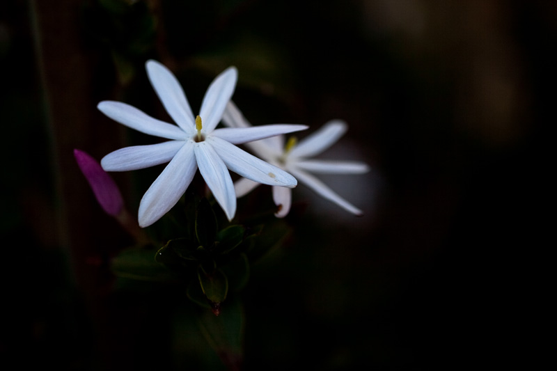 Evening jasmine