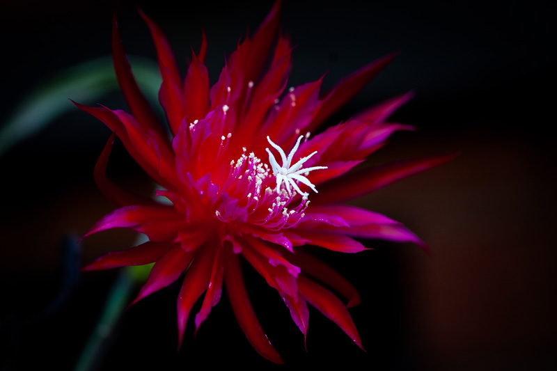 Epiphyllum Ruby Snowflake