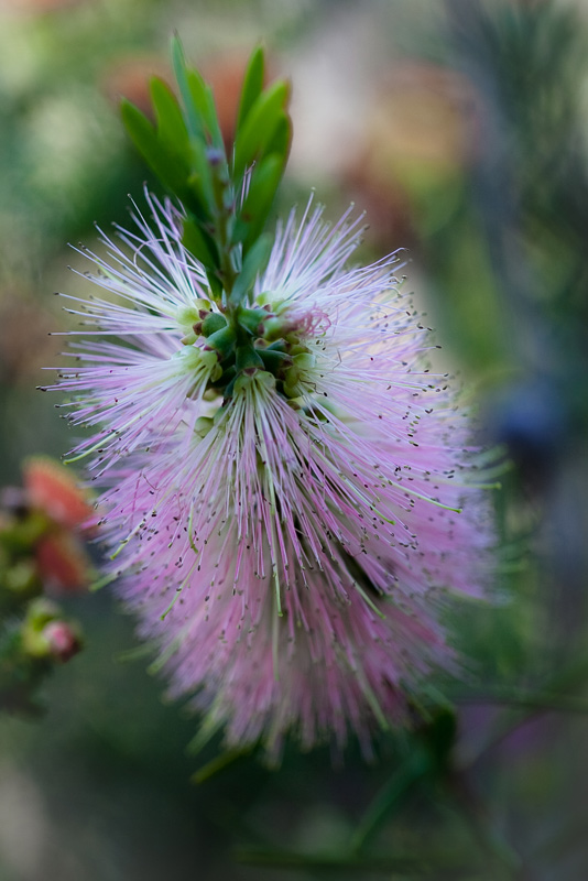 Pink Bottlebrush