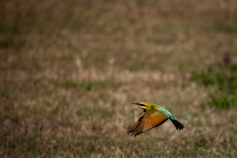 Rainbow Bee-Eater